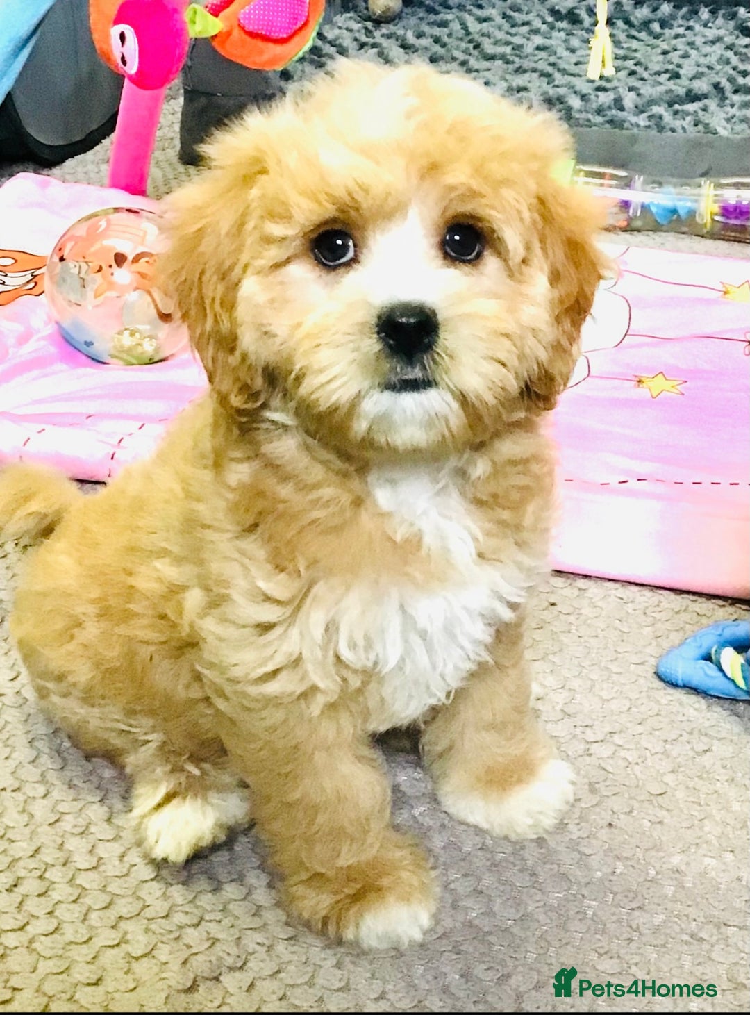 Cavapoo dogs for sale: 🩷F1b CAVAPOO GIRLS~ READY FOR NEW HOMES 🩷 - Image 6