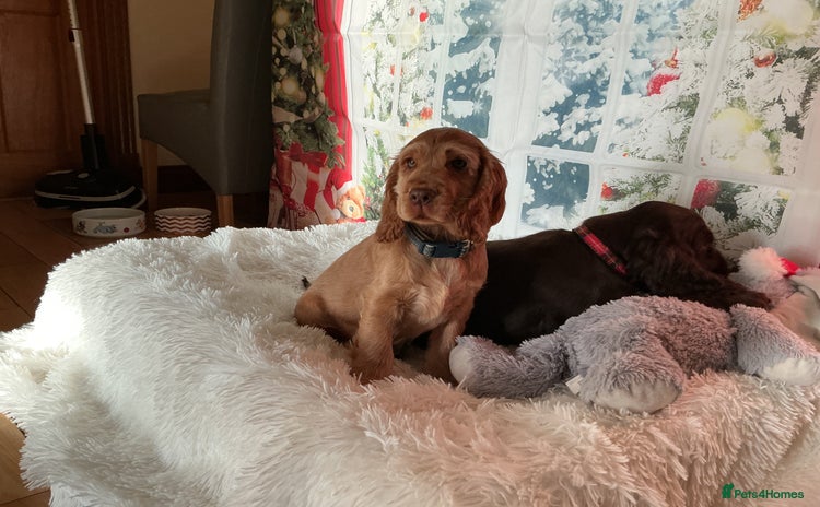 Cocker Spaniel dogs KC Reg Show Cocker Ext health tested - Advert 2