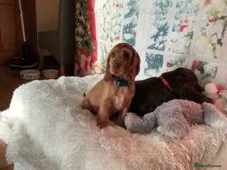 Cocker Spaniel dogs KC Reg Show Cocker Ext health tested - Advert 4