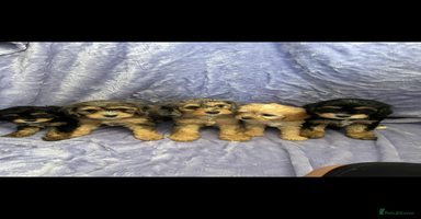Cavapoo dogs - Advert 11