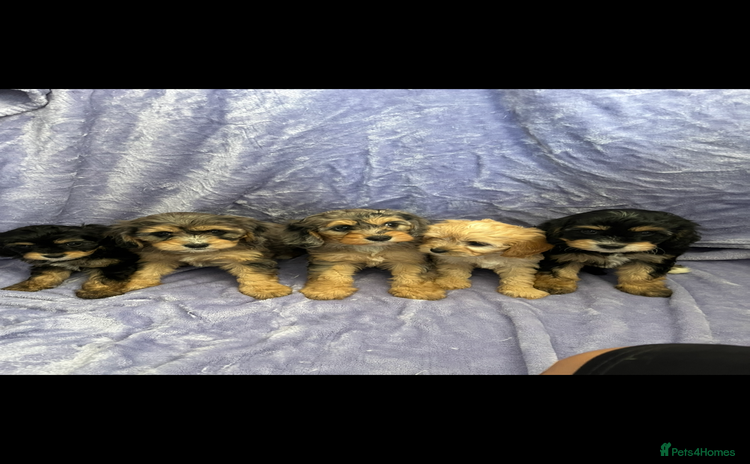 Cavapoo dogs - Advert 1