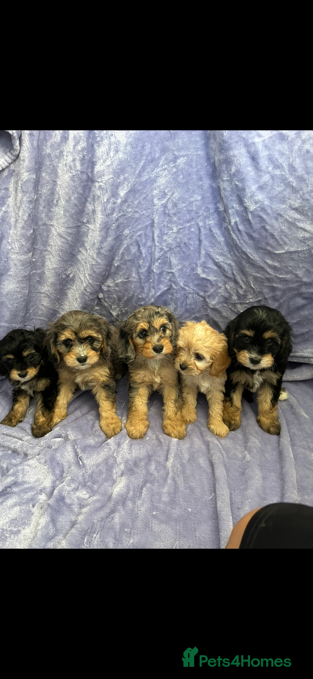 Cavapoo dogs for sale: Stunning rare colour F1 Cavapoo’s  - Image 1