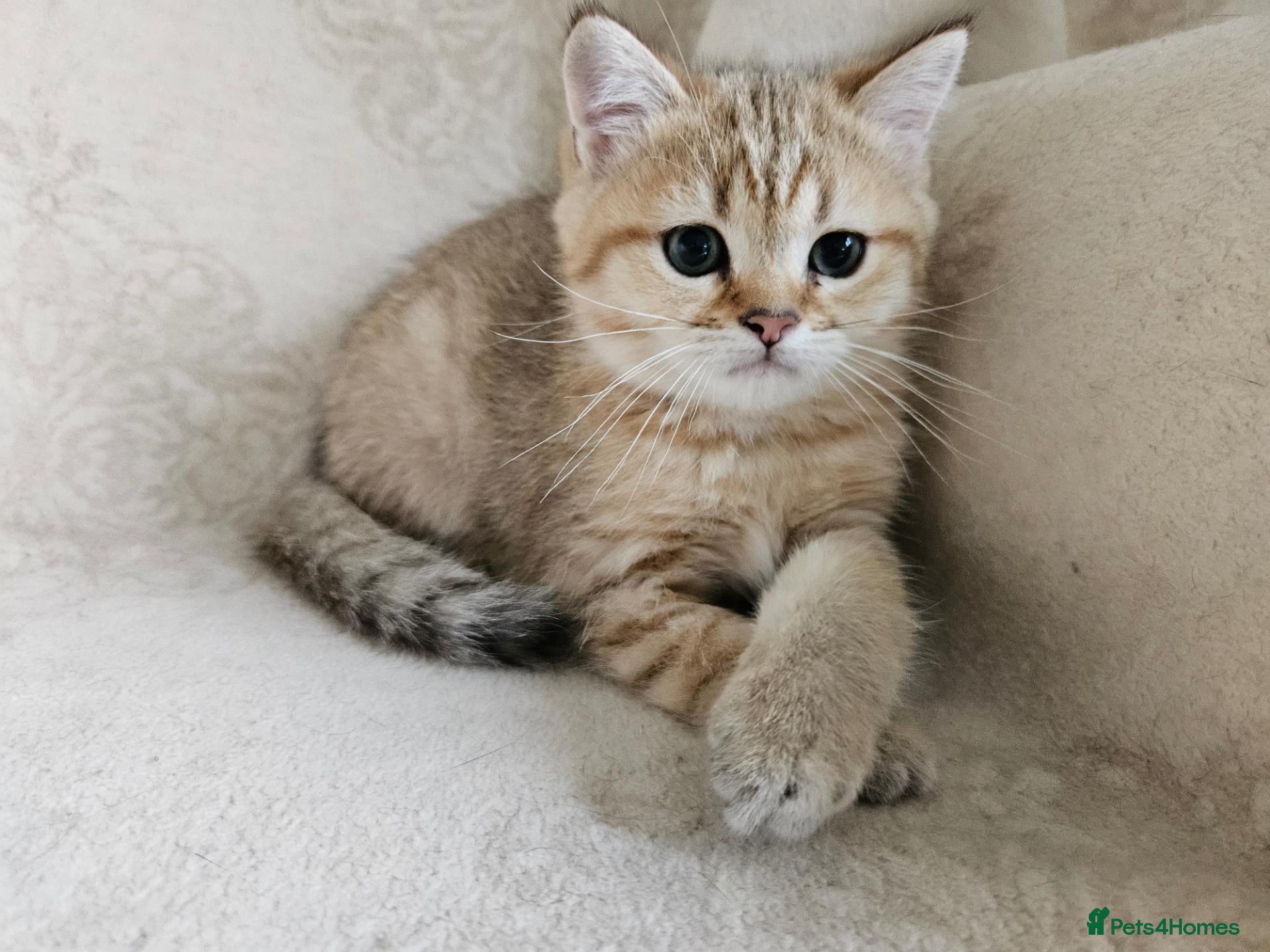 British Shorthair cats Stunning Golden British Shorthair Kittens  - Advert 2