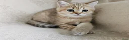 British Shorthair cats for sale: Stunning Golden British Shorthair Kittens  - Advert 2