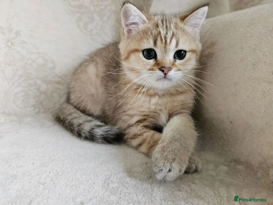 British Shorthair cats for sale: Stunning Golden British Shorthair Kittens  - Advert 2
