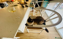 Ragdoll cats for adoption: Brother and Sister Ragdoll Cats for rehome - Image 4