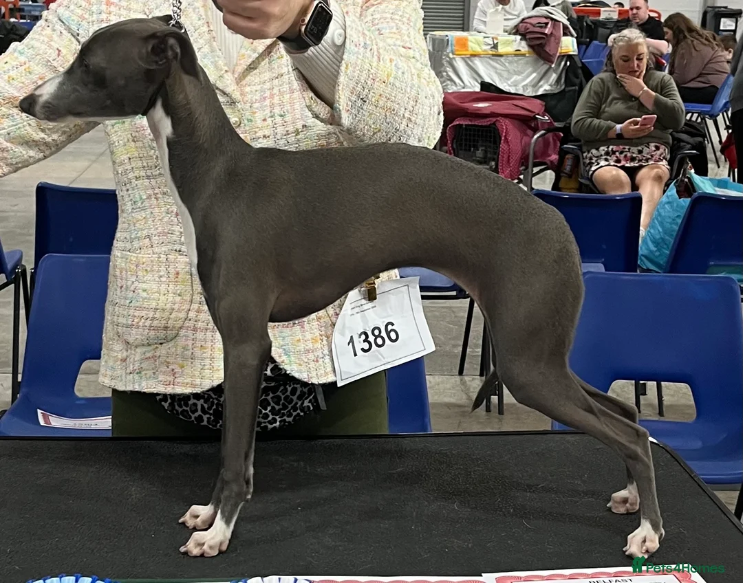 Italian Greyhound dogs for sale: 10 month old Italian Greyhound girl - Advert 2