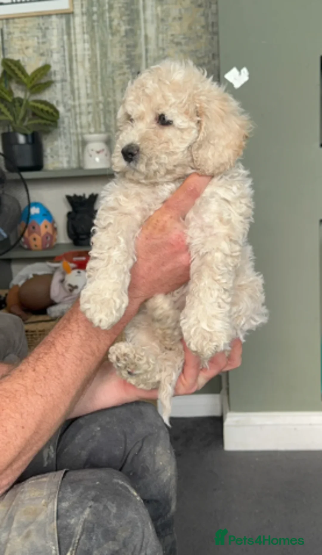 Poochon dogs for sale: One Beautiful fluffy girl left!  - Advert 1