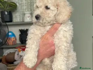 Poochon dogs One Beautiful fluffy girl left! - Advert 6