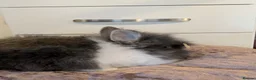 Lionhead rabbits for sale: Double main lionhead rabbits  - Advert 12
