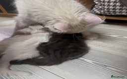 Maine Coon cats for sale: TICA Russian Maine Coons - Image 9