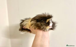 Guinea Pig rodents for sale: Long haired Guinea Pigs For Sale - Image 5