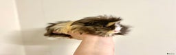 Guinea Pig rodents for sale: Long haired Guinea Pigs For Sale - Advert 5