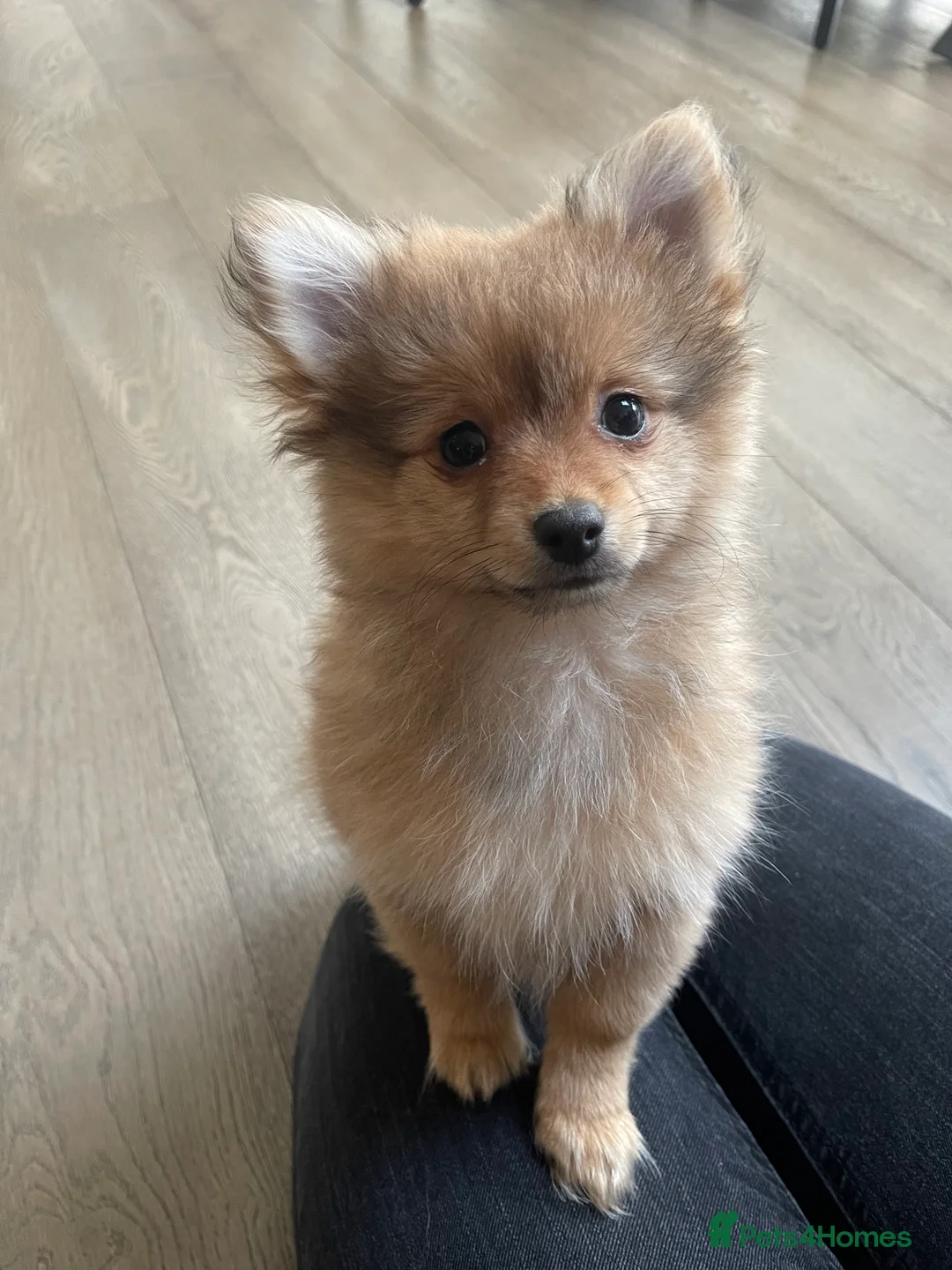 Pomchi dogs for sale: Ready Now☺️3 Pomerinian/Pomchi Puppies❤️ - Advert 14