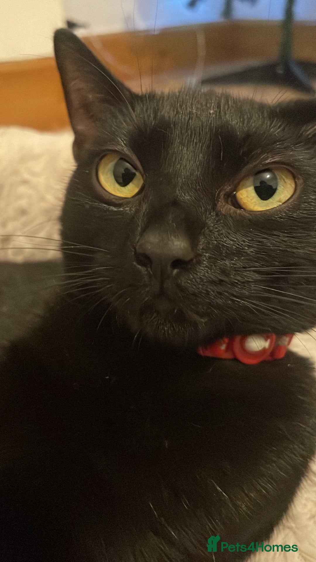 Mixed Breed cats for sale: Beautiful black cat - Advert 2