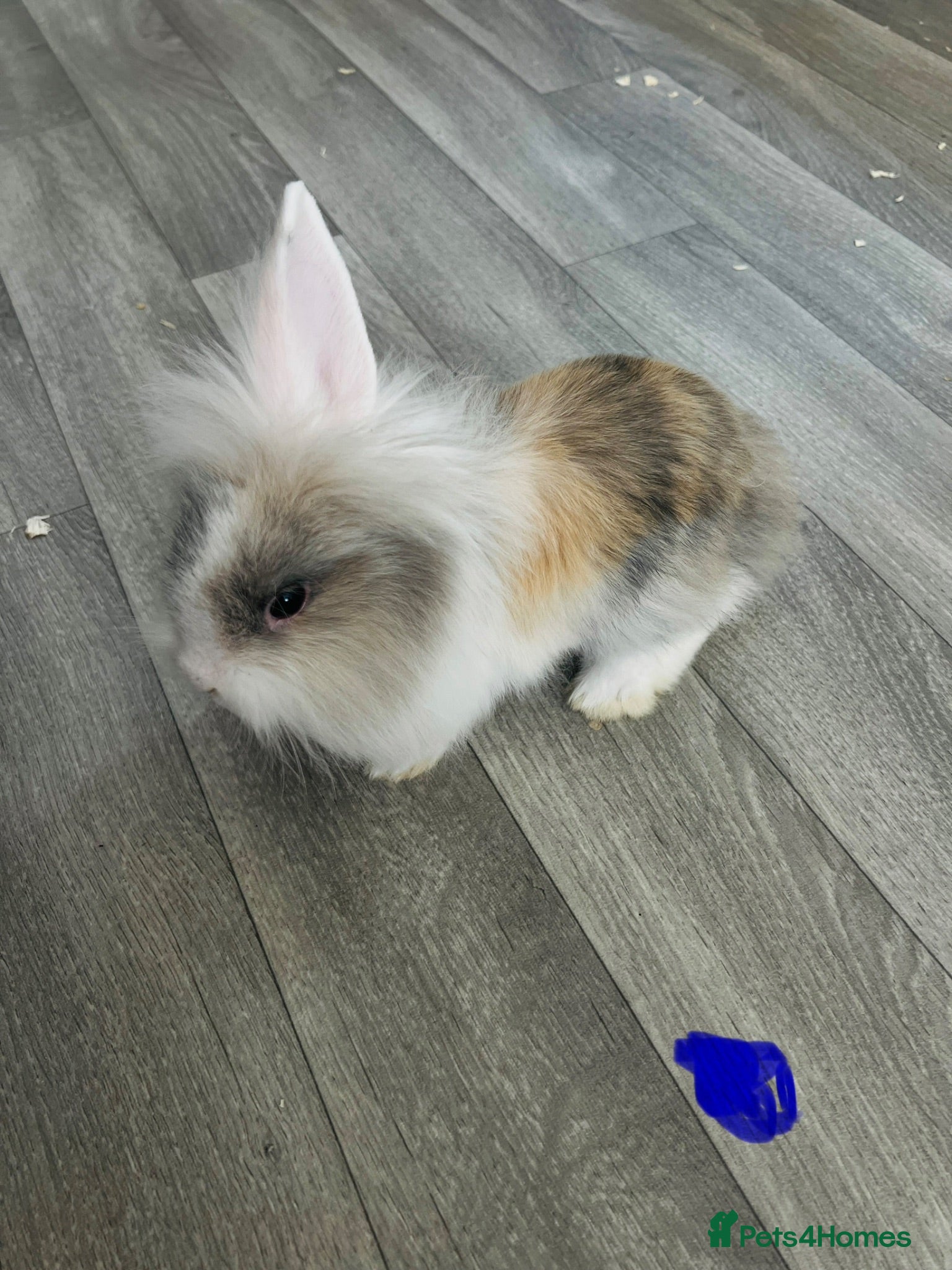 Mixed Breed rabbits Mini lops and lionhead baby rabbits - Advert 3