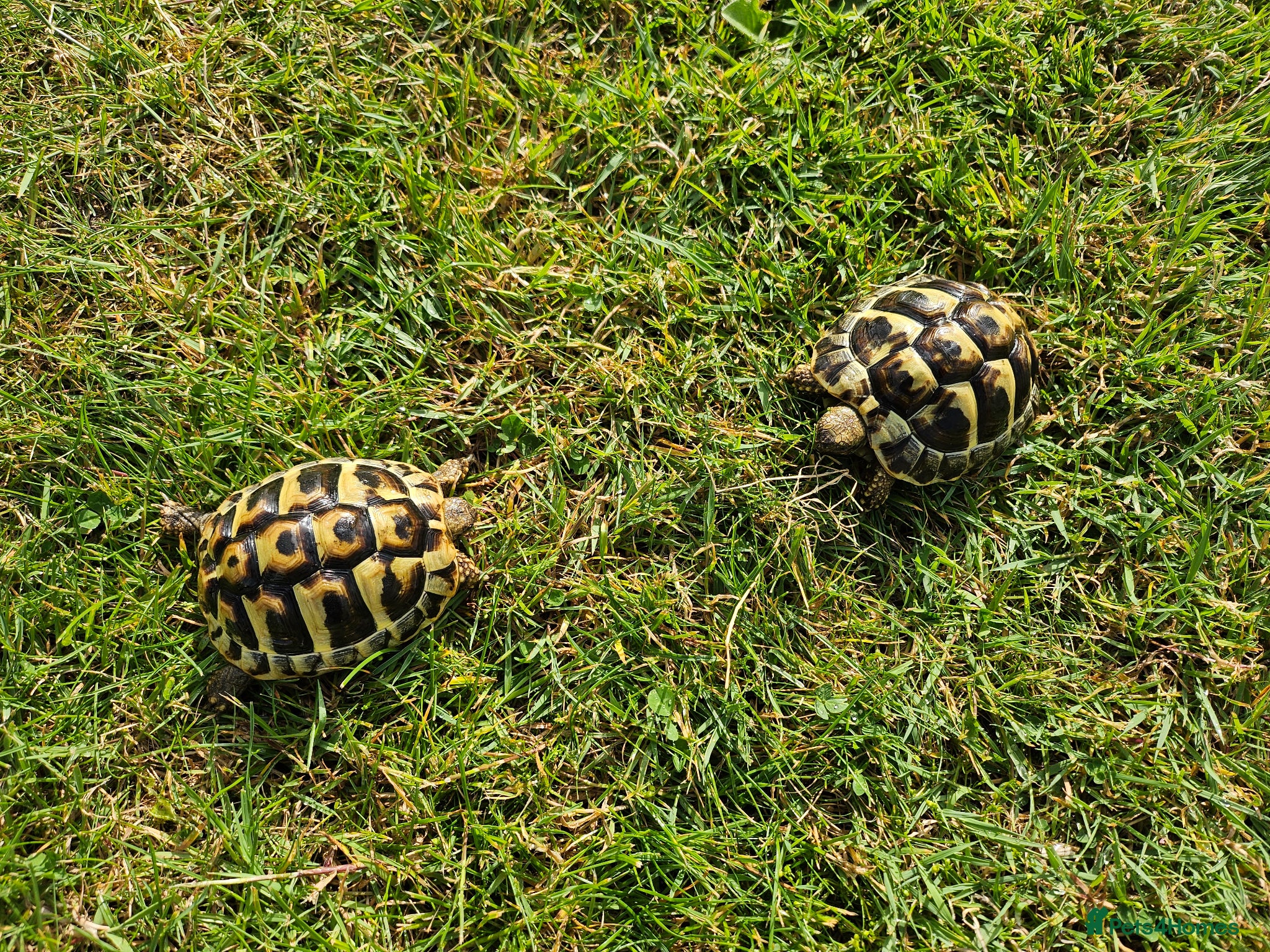 Hermann Tortoise reptiles Hermann Tortoise almost 3 years old (wildling) - Advert 2