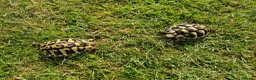 Hermann Tortoise reptiles for sale: Hermann Tortoise almost 3 years old (wildling) - Advert 2