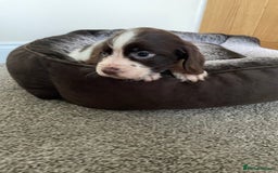 Cocker Spaniel dogs for sale: Cocker spaniel puppies  - Image 21