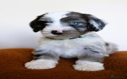 Cockapoo dogs for sale: F1 Merle cockapoos  - Image 1