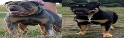 Olde English Bulldogge dogs for sale: OEB Puppies from Health Tested Champion bloodlines in Normanton - Advert 24
