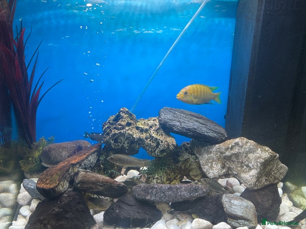Cichlids fish - Advert 1