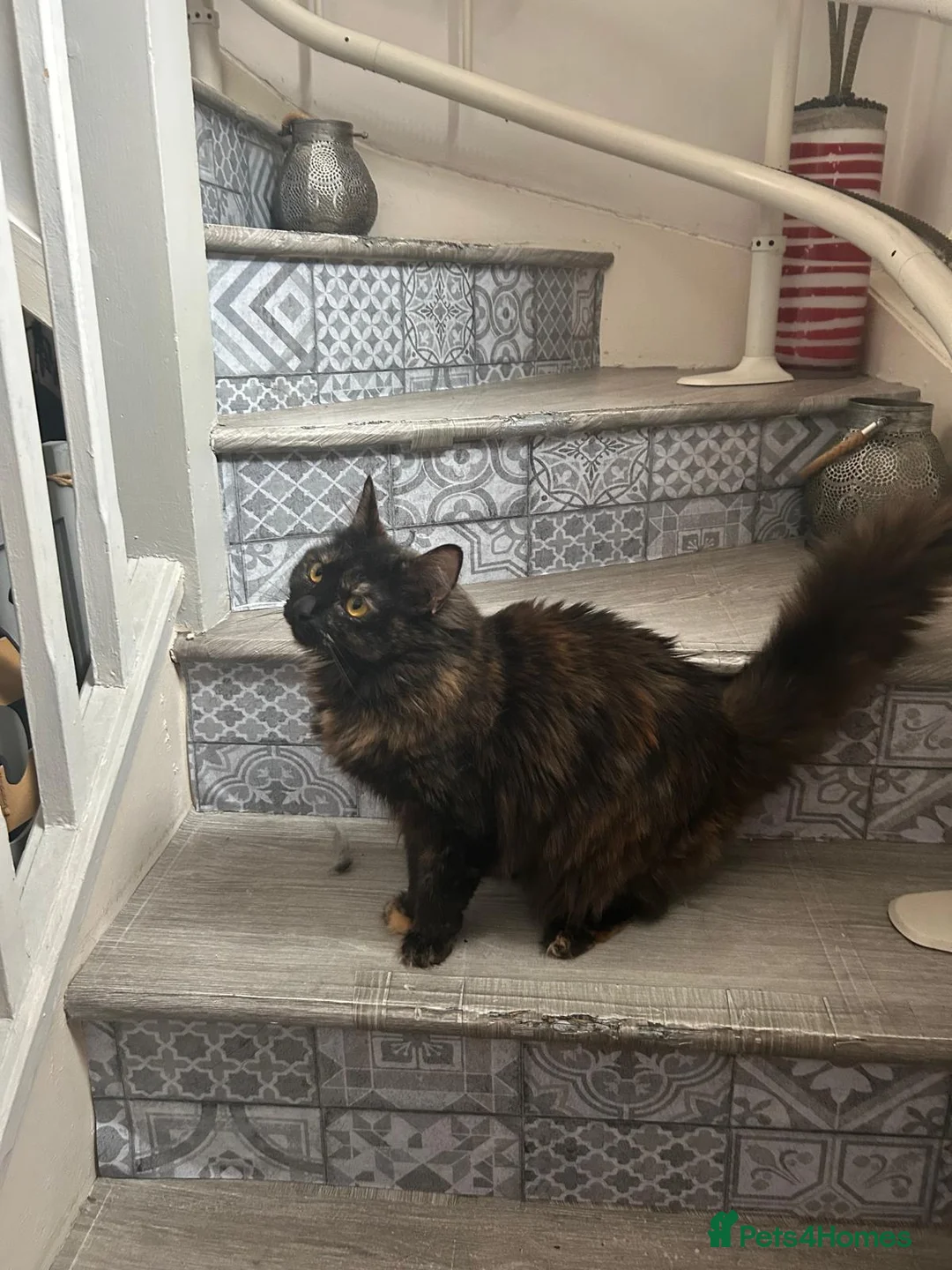 Mixed Breed cats for adoption: Fluffy Young Rescue Cat Looking for a Forever Home in Hook - Advert 4