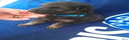 German Shepherd dogs for sale: Straight backed german shepherd puppies - Advert 7