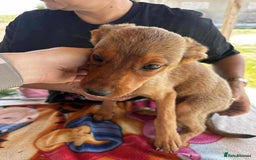 Mixed Breed dogs for adoption: Chase for adoption - Image 9