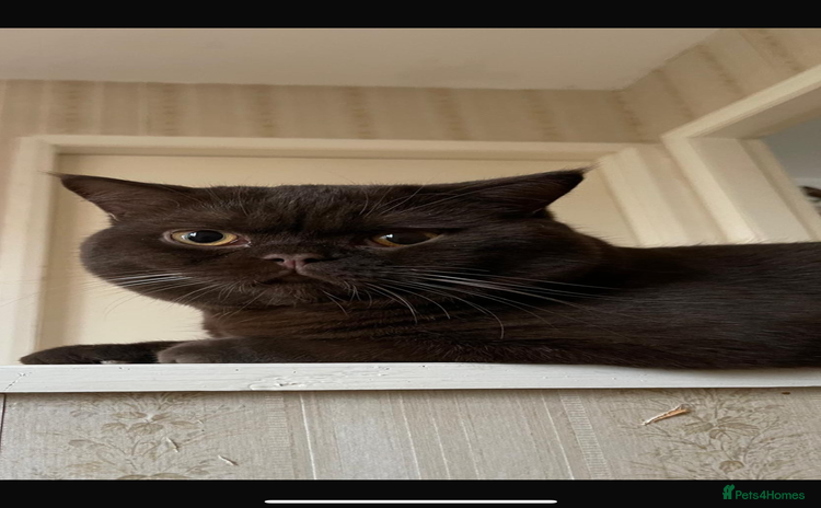 British Shorthair cats - Advert 1