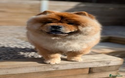 Chow Chow dogs for sale: Red Chow Chow - KC Registered - Image 2