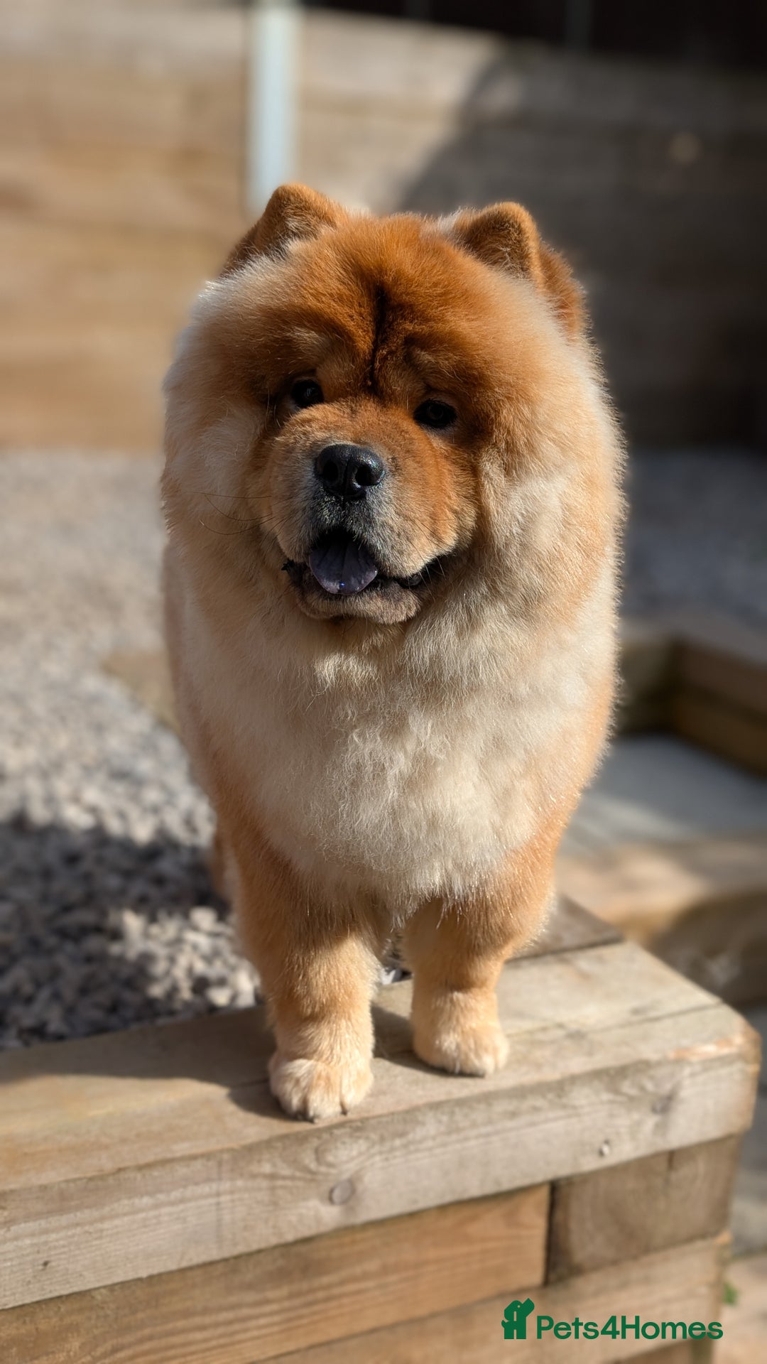 Chow Chow dogs for sale: Red Chow Chow - KC Registered - Image 2