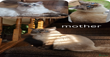 Ragdoll cats - Advert 4