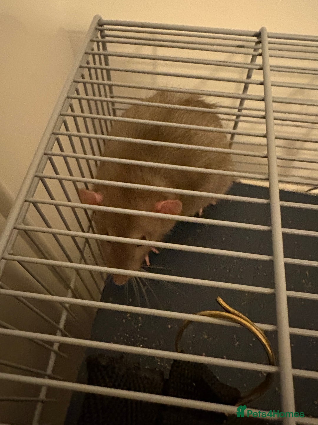 Rat rodents for sale: Two male dumbo rats - Advert 2