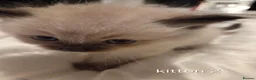 Ragdoll cats for sale: 7 beautiful ragdoll kittens available ♥️  - Advert 10