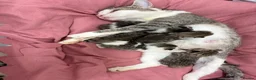 Mixed Breed cats for sale: Beautiful Bengal Cross Maine Coon Babies  in Andover - Advert 9