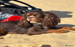 Cavalier King Charles Spaniel dogs for stud: THE BEST Looking CHOCOLATE🍫🐶 CAVALIER STUD - Image 17