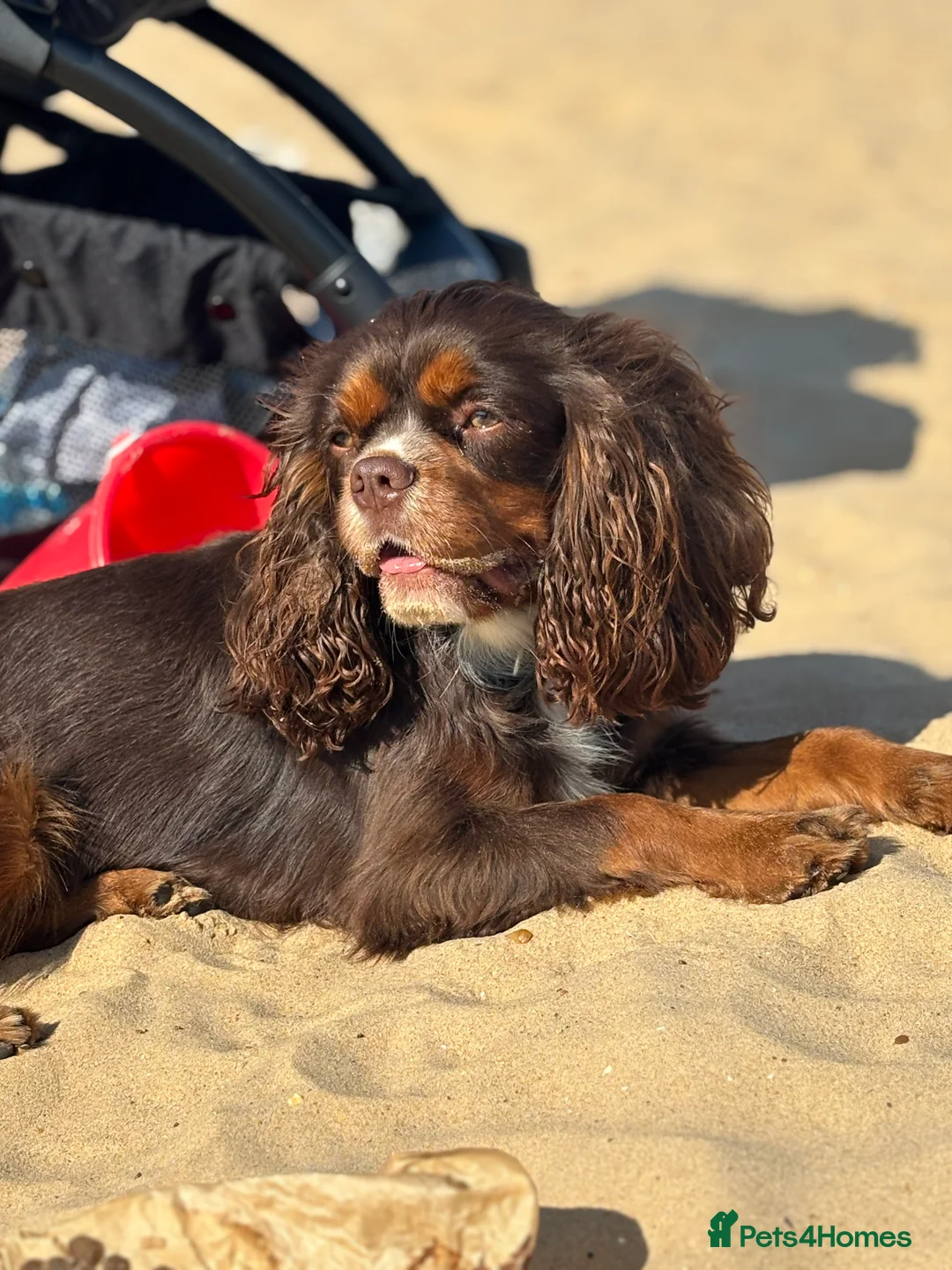 Cavalier King Charles Spaniel dogs for stud: THE BEST Looking CHOCOLATE🍫🐶 CAVALIER STUD - Advert 17