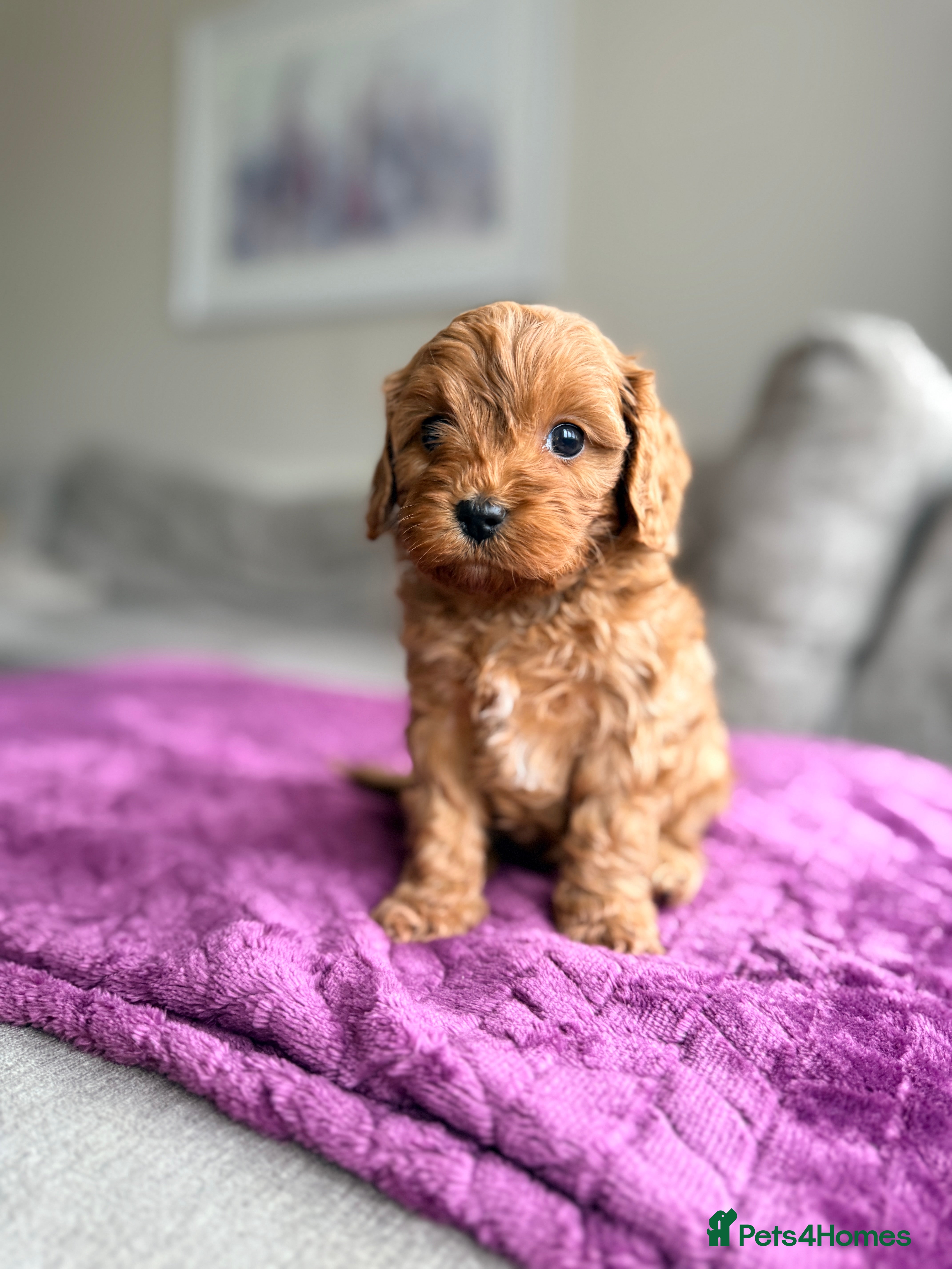 Cavapoo dogs Premium Teddy F1bb Toy Cavapoos - Advert 14