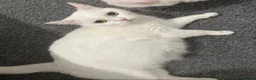 Turkish Angora cats for sale: Long hair kittens  - Advert 16