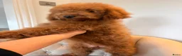 Cockapoo dogs for sale: LICENSED BREEDER QUALITY HEALTH TESTED COCKAPOOS - Advert 9