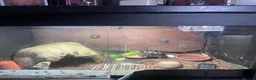 Tortoise reptiles for sale: Redfoot Tortoise with enclosure setup - Advert 2