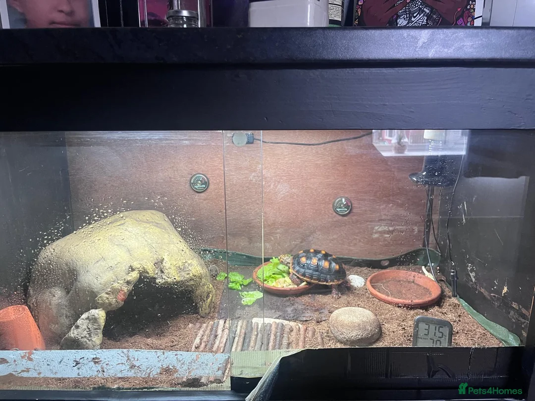 Tortoise reptiles for sale: Redfoot Tortoise with enclosure setup - Advert 2
