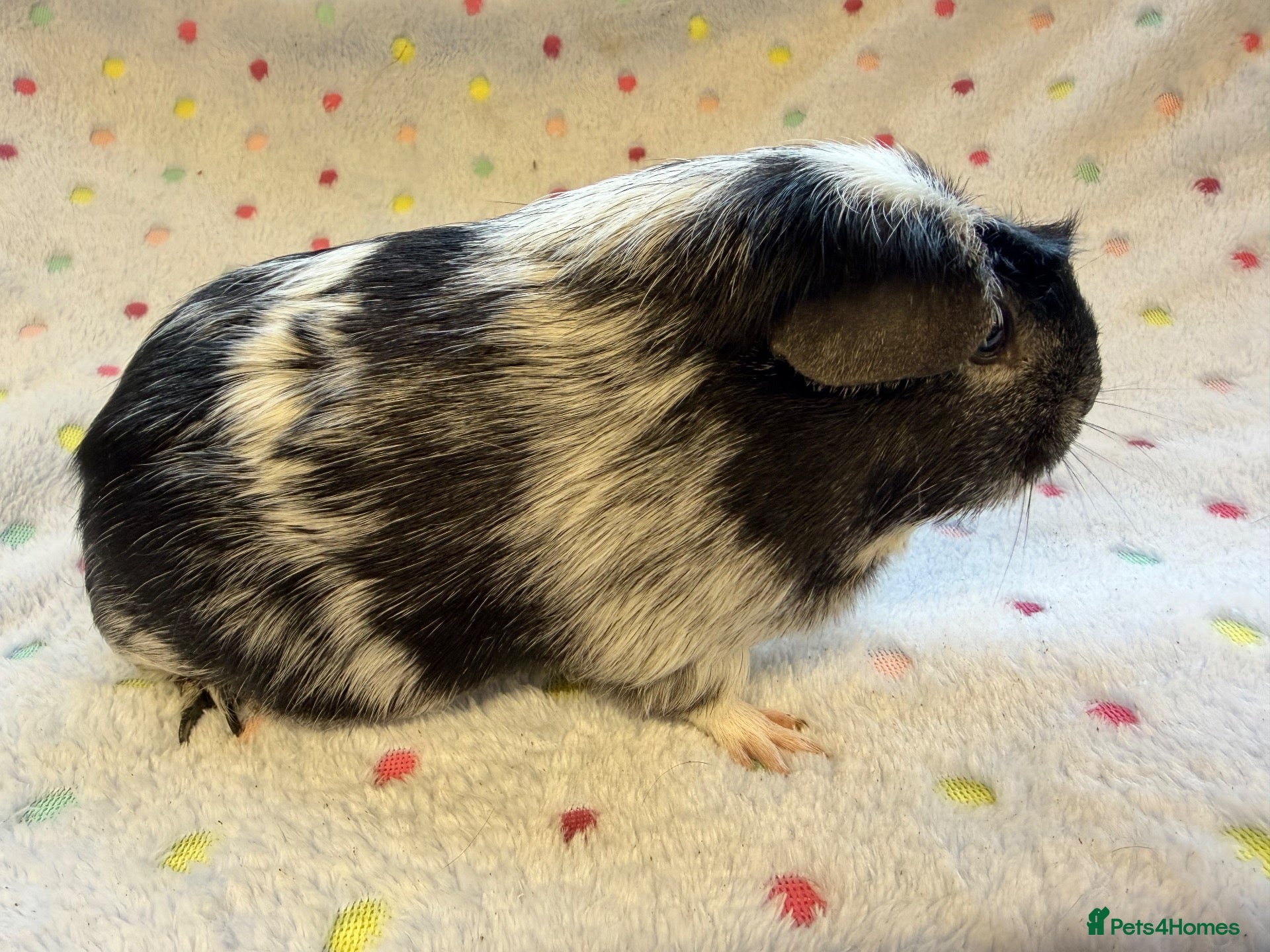 Guinea Pig rodents Beautiful adult sows  - Advert 17