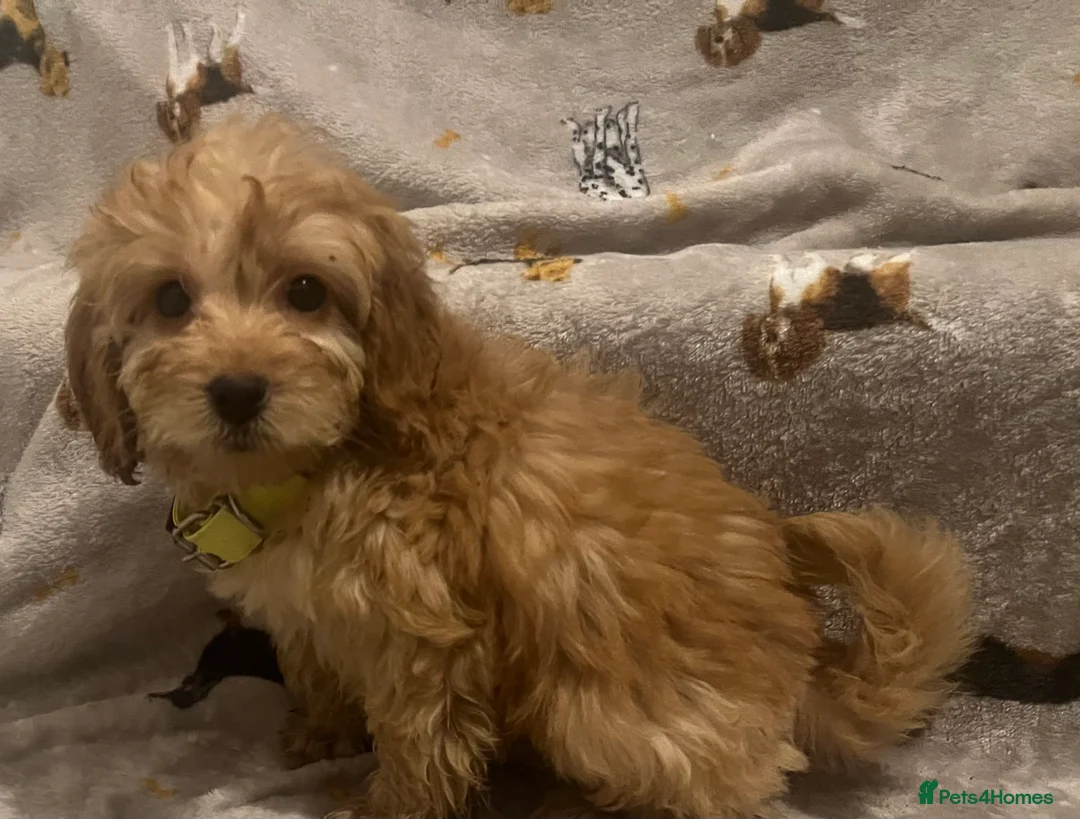 Cockapoo dogs for sale: Cockapoo puppies - Advert 3