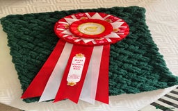 Abyssinian cats for sale: 🏆🥇🏵️Top Quality Champion Lines Abyssinian - Image 3