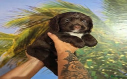 Sprocker dogs for sale: Sproker last beautiful chocolate boy.   - Image 34