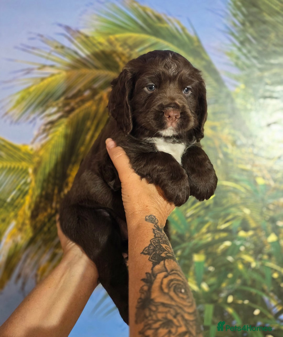Sprocker dogs for sale: Sproker last beautiful chocolate boy.   - Image 34