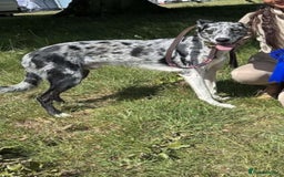 Deerhound dogs for stud: STUD  in Crook - Image 6