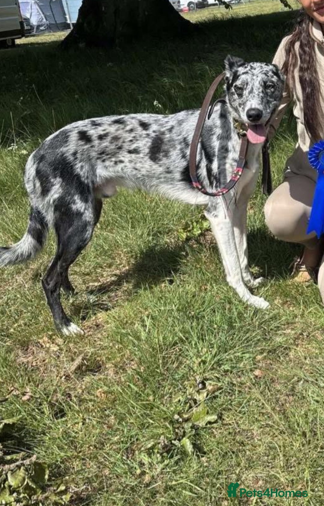 Deerhound dogs for stud: STUD  in Crook - Image 6